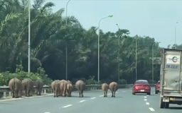 Tái diễn tình trạng gia súc đi vào Đại lộ Thăng Long