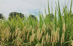 Giống lúa Dự Hương 8 được Hà Nội đánh giá cao