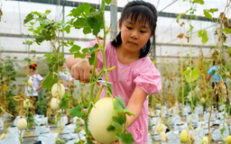 Ngày hội hái dưa | Hà Nội đến để yêu | 03/09/2025