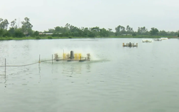 Hà Nội phát triển nuôi trồng thủy sản hiệu quả, bền vững | Nông nghiệp nông thôn | 04/09/2025