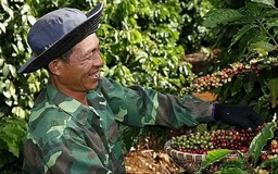 Hoàn thiện dữ liệu đáp ứng quy định chống phá rừng của EU