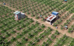 Hà Nội siết chặt quản lý đất nông nghiệp