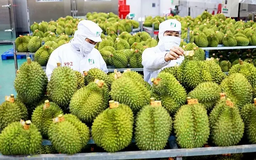 Nông sản Việt vượt 45 tỷ USD sau 8 tháng