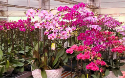 Làng hoa Hà Nội vào vụ Tết