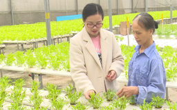 Thủy canh - Hướng chuyển đổi của nông nghiệp ven đô | Chuyển đổi xanh | 10/01/2026
