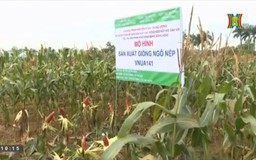 Sản xuất thử và phát triển giống ngô nếp tím lai VNUA141 | Phóng sự | 30/11/2025