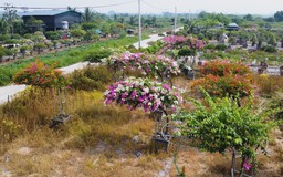 Rực rỡ sắc hoa giấy Phù Đổng