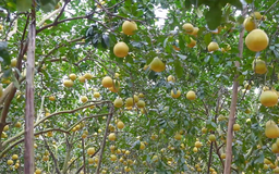 Nâng cao giá trị cây bưởi | Nông nghiệp nông thôn | 06/01/2026