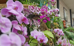 Hoa lan Hồ điệp Đan Hoài - xứng danh thương hiệu Flora Việt Nam | Mỗi xã một sản phẩm | 19/01/2026