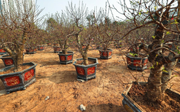 Nhà vườn trồng đào sẵn sàng phục vụ thị trường Tết