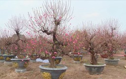 Lễ hội Đào Nhật Tân - Sắc xuân Hồng Hà