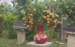 Quất cảnh Tứ Liên khoe sắc đón xuân