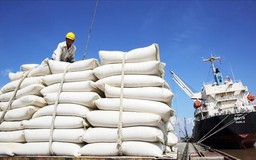 Dự kiến xuất khẩu 7,73 triệu tấn gạo năm 2026