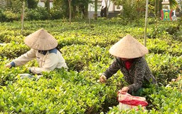 Đổi thay từ những chủ trương lớn | Chính quyền đô thị | 23/01/2026