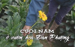 Cuối năm ở vườn hoa Đan Phượng | Nhịp sống Hà Nội | 22/01/2026