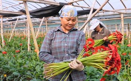 Cuối năm ở vườn hoa Đan Phượng