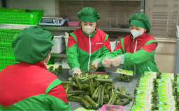 Làng nghề Hà Nội vào vụ Tết