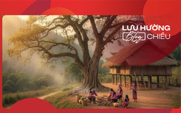 Cây me bên hiên nhà người K’Ho
