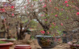 Thị trường cây cảnh Tết: Quất tăng giá, hoa đào ổn định