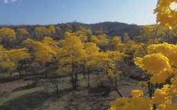 Mùa hoa Guayacan thu hút du khách đến miền Nam Ecuador