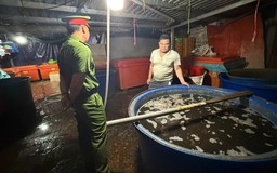Bắt đối tượng dùng 'thủy tinh lỏng' ngâm hơn 3 tấn ốc bươu