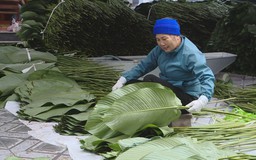 Làng lá dong Tràng Cát vào vụ Tết