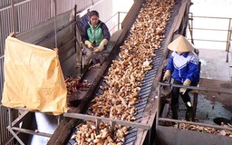 Ngành sắn đẩy mạnh chế biến sâu, giữ vững thị trường xuất khẩu