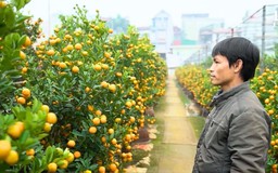 Làng quất Tứ Liên đón xuân