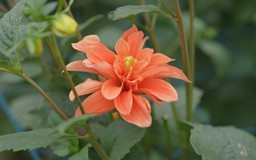 Hoa thược dược đón Tết
