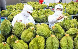 Xuất khẩu rau quả chế biến lần đầu vượt 2 tỷ USD