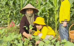 Học làm nông dân nhí trên cánh đồng làng quê