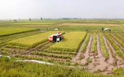 Thủ tục gia hạn miễn thuế đất nông nghiệp