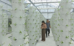 Hiệu quả từ công nghệ cao, nền tảng cho nông nghiệp bền vững