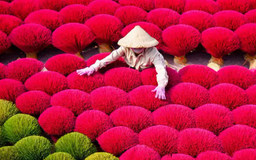 Làng hương Quảng Phú Cầu tất bật vào vụ Tết