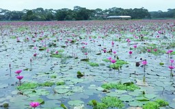 Bangladesh: Hoa súng nhuộm hồng đầm lầy