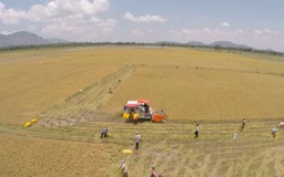 Đẩy mạnh xuất khẩu nông sản vào thị trường Pháp