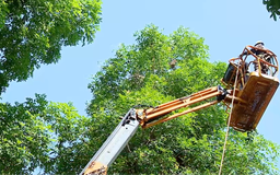 Quản lý cây xanh đô thị: Hướng tới hình thành hệ sinh thái xanh