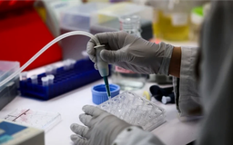 Đẩy nhanh nghiên cứu vaccine phòng virus Nipah