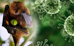 Hà Nội chủ động phòng, chống bệnh do virus Nipah