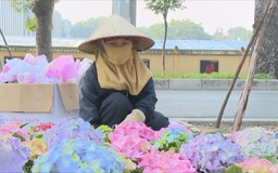 Phố phường Hà Nội rực rỡ chào đón Xuân
