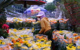 Nhộn nhịp chợ hoa 'Trên bến, dưới thuyền' những ngày cận Tết