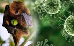 Ấn Độ ghi nhận ca tử vong do virus Nipah