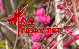 Hoa ngày Tết