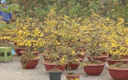 Thuê hoa Tết bùng nổ: Sở hữu không còn là ưu tiên