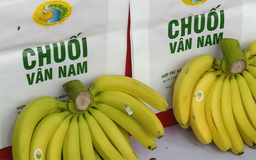 Chuối Vân Nam - từ vườn nhà đến sản phẩm OCOP 4 sao | Mỗi xã một sản phẩm | 23/02/2026