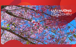 Mùa gọi xuân về…