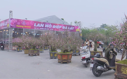 Bảo đảm trật tự đô thị, ATGT quanh các chợ hoa