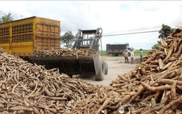Để ngành sắn không đứng ngoài chuỗi cung ứng toàn cầu