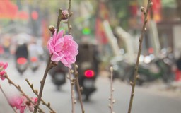 Thời tiết trên cả nước dịp Tết Nguyên đán khá thuận lợi