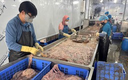 Cận cảnh cơ sở sơ chế lòng lợn bẩn